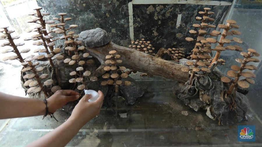 Salah satu karyawan Nick Aquascape melakukan penyelesaian pembuatan aquascape di Serpong, Tangerang Selatan, Rabu (11/11/2020). Meningkatnya jumlah pesanan aquascape selama pandemi Covid-19 membuat Nickson Marpaung (owner) harus menambah jumlah karyawannya. (CNBC Indonesia/Tri Susilo) 
Penjualan aquascape meningkat drastis selama pandemi Covid-19, Nickson selaku owner meningkatnya bisa 100% . 
