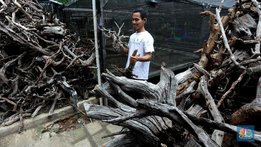 Salah satu karyawan Nick Aquascape melakukan penyelesaian pembuatan aquascape di Serpong, Tangerang Selatan, Rabu (11/11/2020). Meningkatnya jumlah pesanan aquascape selama pandemi Covid-19 membuat Nickson Marpaung (owner) harus menambah jumlah karyawannya. (CNBC Indonesia/Tri Susilo) 
Penjualan aquascape meningkat drastis selama pandemi Covid-19, Nickson selaku owner meningkatnya bisa 100% . 
