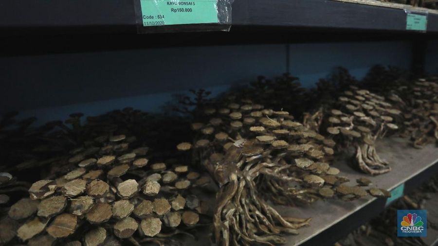 Salah satu karyawan Nick Aquascape melakukan penyelesaian pembuatan aquascape di Serpong, Tangerang Selatan, Rabu (11/11/2020). Meningkatnya jumlah pesanan aquascape selama pandemi Covid-19 membuat Nickson Marpaung (owner) harus menambah jumlah karyawannya. (CNBC Indonesia/Tri Susilo) 
Penjualan aquascape meningkat drastis selama pandemi Covid-19, Nickson selaku owner meningkatnya bisa 100% . 
