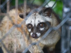 Kopi Luwak Harganya Termahal di Dunia, Ini Fakta di Baliknya