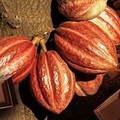 Lahan Menyempit, RI Jadi Makin Bergantung Kakao Impor