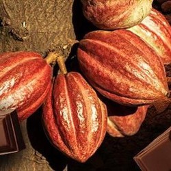 Senjata Makan Tuan, Harta Karun RI Ini Buat Eropa Ketar-Ketir