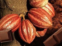 Lahan Menyempit, RI Jadi Makin Bergantung Kakao Impor