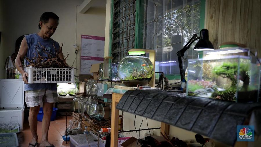 Pelaku usaha menyelesaikan pembuatan Aquascape mini di Ciputat, Tangerang Selatan, Jumat (13/11). Pelaku usaha yang baru menjalankan bisnis tersebut selama Pandemi Covid-19 bisa menyelesaikan tiga buah pesanan aquascape mini yang ia jual dari Rp 300 ribu sampai Rp 600 ribu. Seorang pemilik aquascape Iskandar mengatakan bahwa bisnisnya ini dimulai sejak masa Pandemi. Hal tersebut, untuk beberapa orang menjadi peluang usaha baru di tengah kelesuan beberapa bidang usaha lainnya. “Baru tujuh bulan memproduksi aquascape mini ini,” cerita Iskandar, dari pemilik workshop Ninimizu Aquascape. Sebelum pandemi, Pak Iskandar memiliki usaha penyedia makanan kotak yang biasa diorder untuk acara-acara di hotel. “Sekarang pesenan hampir gak ada lagi,” katanya. Kini, pesanan aquascpe buatannya bisa mencapai 3 hingga 4 buah dalam seminggu. Aquascape merupakan seni mendekorasi pemandangan dalam akuarium ikan. Uniknya, dalam aquascape ini tak hanya sekadar meletakkan tanaman-tanaman bawah air, batuan, atau kayu-kayuan, melainkan juga menuntut estetika seni, ketelatenan, dan kesabaran yang tinggi. Menurut nya, meskipun terlihat sederhana, tetapi kegiatan aquascaping ini ternyata diminati banyak orang . Cara membuat aquascape yang pertama bagi pemula adalah dengan mengumpulkan bahan-bahan yang diperlukan, di antaranya; aquarium, lampu, pasir silica, pupuk dasar atau pupuk cair, tanaman, ikan. (CNBC Indonesia/ Muhammad Sabki)