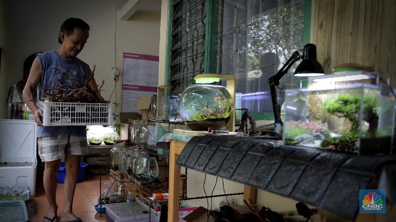 Pelaku usaha menyelesaikan pembuatan Aquascape mini di Ciputat, Tangerang Selatan, Jumat (13/11). Pelaku usaha yang baru menjalankan bisnis tersebut selama Pandemi Covid-19 bisa menyelesaikan tiga buah pesanan aquascape mini yang ia jual dari Rp 300 ribu sampai Rp 600 ribu. Seorang pemilik aquascape Iskandar mengatakan bahwa bisnisnya ini dimulai sejak masa Pandemi. Hal tersebut, untuk beberapa orang menjadi peluang usaha baru di tengah kelesuan beberapa bidang usaha lainnya. “Baru tujuh bulan memproduksi aquascape mini ini,” cerita Iskandar, dari pemilik workshop Ninimizu Aquascape. Sebelum pandemi, Pak Iskandar memiliki usaha penyedia makanan kotak yang biasa diorder untuk acara-acara di hotel. “Sekarang pesenan hampir gak ada lagi,” katanya. Kini, pesanan aquascpe buatannya bisa mencapai 3 hingga 4 buah dalam seminggu. Aquascape merupakan seni mendekorasi pemandangan dalam akuarium ikan. Uniknya, dalam aquascape ini tak hanya sekadar meletakkan tanaman-tanaman bawah air, batuan, atau kayu-kayuan, melainkan juga menuntut estetika seni, ketelatenan, dan kesabaran yang tinggi. Menurut nya, meskipun terlihat sederhana, tetapi kegiatan aquascaping ini ternyata diminati banyak orang . Cara membuat aquascape yang pertama bagi pemula adalah dengan mengumpulkan bahan-bahan yang diperlukan, di antaranya; aquarium, lampu, pasir silica, pupuk dasar atau pupuk cair, tanaman, ikan. (CNBC Indonesia/ Muhammad Sabki)