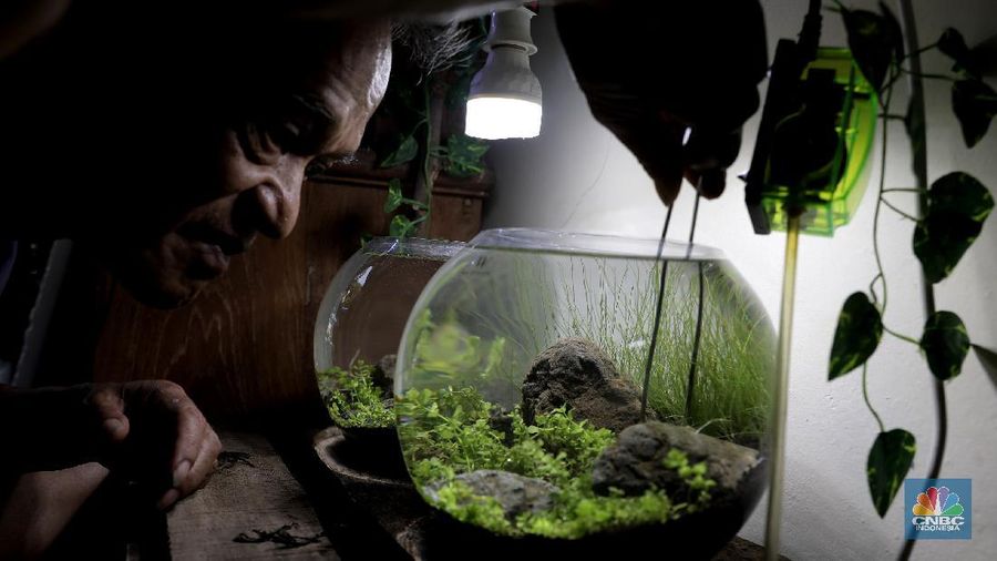 Pelaku usaha menyelesaikan pembuatan Aquascape mini di Ciputat, Tangerang Selatan, Jumat (13/11). Pelaku usaha yang baru menjalankan bisnis tersebut selama Pandemi Covid-19 bisa menyelesaikan tiga buah pesanan aquascape mini yang ia jual dari Rp 300 ribu sampai Rp 600 ribu. Seorang pemilik aquascape Iskandar mengatakan bahwa bisnisnya ini dimulai sejak masa Pandemi. Hal tersebut, untuk beberapa orang menjadi peluang usaha baru di tengah kelesuan beberapa bidang usaha lainnya. “Baru tujuh bulan memproduksi aquascape mini ini,” cerita Iskandar, dari pemilik workshop Ninimizu Aquascape. Sebelum pandemi, Pak Iskandar memiliki usaha penyedia makanan kotak yang biasa diorder untuk acara-acara di hotel. “Sekarang pesenan hampir gak ada lagi,” katanya. Kini, pesanan aquascpe buatannya bisa mencapai 3 hingga 4 buah dalam seminggu. Aquascape merupakan seni mendekorasi pemandangan dalam akuarium ikan. Uniknya, dalam aquascape ini tak hanya sekadar meletakkan tanaman-tanaman bawah air, batuan, atau kayu-kayuan, melainkan juga menuntut estetika seni, ketelatenan, dan kesabaran yang tinggi. Menurut nya, meskipun terlihat sederhana, tetapi kegiatan aquascaping ini ternyata diminati banyak orang . Cara membuat aquascape yang pertama bagi pemula adalah dengan mengumpulkan bahan-bahan yang diperlukan, di antaranya; aquarium, lampu, pasir silica, pupuk dasar atau pupuk cair, tanaman, ikan. (CNBC Indonesia/ Muhammad Sabki)