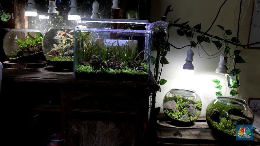 Pelaku usaha menyelesaikan pembuatan Aquascape mini di Ciputat, Tangerang Selatan, Jumat (13/11). Pelaku usaha yang baru menjalankan bisnis tersebut selama Pandemi Covid-19 bisa menyelesaikan tiga buah pesanan aquascape mini yang ia jual dari Rp 300 ribu sampai Rp 600 ribu. Seorang pemilik aquascape Iskandar mengatakan bahwa bisnisnya ini dimulai sejak masa Pandemi. Hal tersebut, untuk beberapa orang menjadi peluang usaha baru di tengah kelesuan beberapa bidang usaha lainnya. “Baru tujuh bulan memproduksi aquascape mini ini,” cerita Iskandar, dari pemilik workshop Ninimizu Aquascape. Sebelum pandemi, Pak Iskandar memiliki usaha penyedia makanan kotak yang biasa diorder untuk acara-acara di hotel. “Sekarang pesenan hampir gak ada lagi,” katanya. Kini, pesanan aquascpe buatannya bisa mencapai 3 hingga 4 buah dalam seminggu. Aquascape merupakan seni mendekorasi pemandangan dalam akuarium ikan. Uniknya, dalam aquascape ini tak hanya sekadar meletakkan tanaman-tanaman bawah air, batuan, atau kayu-kayuan, melainkan juga menuntut estetika seni, ketelatenan, dan kesabaran yang tinggi. Menurut nya, meskipun terlihat sederhana, tetapi kegiatan aquascaping ini ternyata diminati banyak orang . Cara membuat aquascape yang pertama bagi pemula adalah dengan mengumpulkan bahan-bahan yang diperlukan, di antaranya; aquarium, lampu, pasir silica, pupuk dasar atau pupuk cair, tanaman, ikan. (CNBC Indonesia/ Muhammad Sabki)