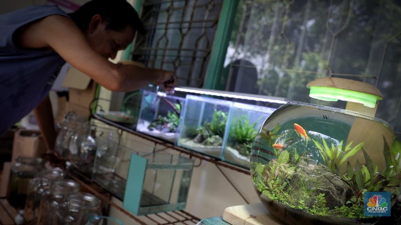 Pelaku usaha menyelesaikan pembuatan Aquascape mini di Ciputat, Tangerang Selatan, Jumat (13/11). Pelaku usaha yang baru menjalankan bisnis tersebut selama Pandemi Covid-19 bisa menyelesaikan tiga buah pesanan aquascape mini yang ia jual dari Rp 300 ribu sampai Rp 600 ribu. Seorang pemilik aquascape Iskandar mengatakan bahwa bisnisnya ini dimulai sejak masa Pandemi. Hal tersebut, untuk beberapa orang menjadi peluang usaha baru di tengah kelesuan beberapa bidang usaha lainnya. “Baru tujuh bulan memproduksi aquascape mini ini,” cerita Iskandar, dari pemilik workshop Ninimizu Aquascape. Sebelum pandemi, Pak Iskandar memiliki usaha penyedia makanan kotak yang biasa diorder untuk acara-acara di hotel. “Sekarang pesenan hampir gak ada lagi,” katanya. Kini, pesanan aquascpe buatannya bisa mencapai 3 hingga 4 buah dalam seminggu. Aquascape merupakan seni mendekorasi pemandangan dalam akuarium ikan. Uniknya, dalam aquascape ini tak hanya sekadar meletakkan tanaman-tanaman bawah air, batuan, atau kayu-kayuan, melainkan juga menuntut estetika seni, ketelatenan, dan kesabaran yang tinggi. Menurut nya, meskipun terlihat sederhana, tetapi kegiatan aquascaping ini ternyata diminati banyak orang . Cara membuat aquascape yang pertama bagi pemula adalah dengan mengumpulkan bahan-bahan yang diperlukan, di antaranya; aquarium, lampu, pasir silica, pupuk dasar atau pupuk cair, tanaman, ikan. (CNBC Indonesia/ Muhammad Sabki)