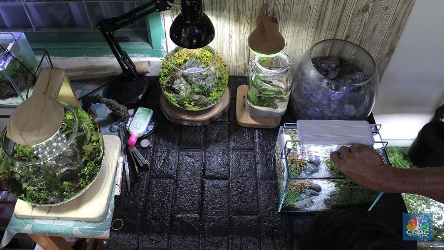 Pelaku usaha menyelesaikan pembuatan Aquascape mini di Ciputat, Tangerang Selatan, Jumat (13/11). Pelaku usaha yang baru menjalankan bisnis tersebut selama Pandemi Covid-19 bisa menyelesaikan tiga buah pesanan aquascape mini yang ia jual dari Rp 300 ribu sampai Rp 600 ribu. Seorang pemilik aquascape Iskandar mengatakan bahwa bisnisnya ini dimulai sejak masa Pandemi. Hal tersebut, untuk beberapa orang menjadi peluang usaha baru di tengah kelesuan beberapa bidang usaha lainnya. “Baru tujuh bulan memproduksi aquascape mini ini,” cerita Iskandar, dari pemilik workshop Ninimizu Aquascape. Sebelum pandemi, Pak Iskandar memiliki usaha penyedia makanan kotak yang biasa diorder untuk acara-acara di hotel. “Sekarang pesenan hampir gak ada lagi,” katanya. Kini, pesanan aquascpe buatannya bisa mencapai 3 hingga 4 buah dalam seminggu. Aquascape merupakan seni mendekorasi pemandangan dalam akuarium ikan. Uniknya, dalam aquascape ini tak hanya sekadar meletakkan tanaman-tanaman bawah air, batuan, atau kayu-kayuan, melainkan juga menuntut estetika seni, ketelatenan, dan kesabaran yang tinggi. Menurut nya, meskipun terlihat sederhana, tetapi kegiatan aquascaping ini ternyata diminati banyak orang . Cara membuat aquascape yang pertama bagi pemula adalah dengan mengumpulkan bahan-bahan yang diperlukan, di antaranya; aquarium, lampu, pasir silica, pupuk dasar atau pupuk cair, tanaman, ikan. (CNBC Indonesia/ Muhammad Sabki)