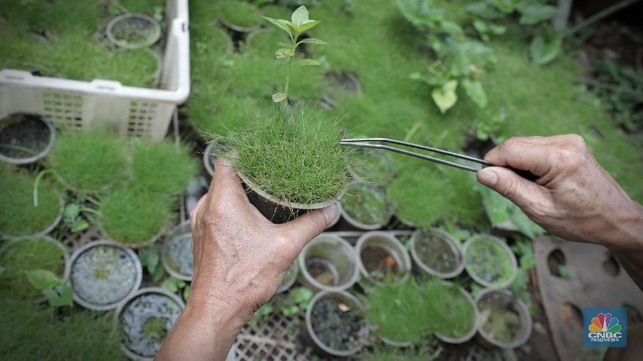 Pelaku usaha menyelesaikan pembuatan Aquascape mini di Ciputat, Tangerang Selatan, Jumat (13/11). Pelaku usaha yang baru menjalankan bisnis tersebut selama Pandemi Covid-19 bisa menyelesaikan tiga buah pesanan aquascape mini yang ia jual dari Rp 300 ribu sampai Rp 600 ribu. Seorang pemilik aquascape Iskandar mengatakan bahwa bisnisnya ini dimulai sejak masa Pandemi. Hal tersebut, untuk beberapa orang menjadi peluang usaha baru di tengah kelesuan beberapa bidang usaha lainnya. “Baru tujuh bulan memproduksi aquascape mini ini,” cerita Iskandar, dari pemilik workshop Ninimizu Aquascape. Sebelum pandemi, Pak Iskandar memiliki usaha penyedia makanan kotak yang biasa diorder untuk acara-acara di hotel. “Sekarang pesenan hampir gak ada lagi,” katanya. Kini, pesanan aquascpe buatannya bisa mencapai 3 hingga 4 buah dalam seminggu. Aquascape merupakan seni mendekorasi pemandangan dalam akuarium ikan. Uniknya, dalam aquascape ini tak hanya sekadar meletakkan tanaman-tanaman bawah air, batuan, atau kayu-kayuan, melainkan juga menuntut estetika seni, ketelatenan, dan kesabaran yang tinggi. Menurut nya, meskipun terlihat sederhana, tetapi kegiatan aquascaping ini ternyata diminati banyak orang . Cara membuat aquascape yang pertama bagi pemula adalah dengan mengumpulkan bahan-bahan yang diperlukan, di antaranya; aquarium, lampu, pasir silica, pupuk dasar atau pupuk cair, tanaman, ikan. (CNBC Indonesia/ Muhammad Sabki)