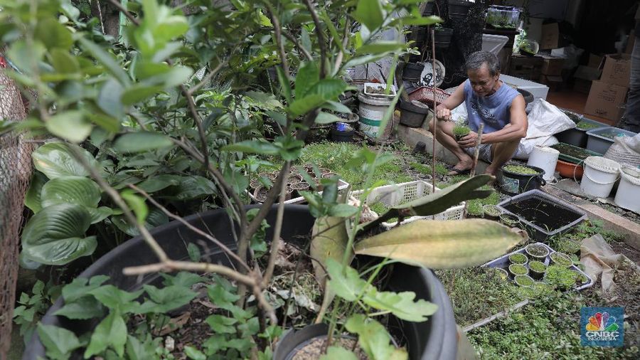 Pelaku usaha menyelesaikan pembuatan Aquascape mini di Ciputat, Tangerang Selatan, Jumat (13/11). Pelaku usaha yang baru menjalankan bisnis tersebut selama Pandemi Covid-19 bisa menyelesaikan tiga buah pesanan aquascape mini yang ia jual dari Rp 300 ribu sampai Rp 600 ribu. Seorang pemilik aquascape Iskandar mengatakan bahwa bisnisnya ini dimulai sejak masa Pandemi. Hal tersebut, untuk beberapa orang menjadi peluang usaha baru di tengah kelesuan beberapa bidang usaha lainnya. “Baru tujuh bulan memproduksi aquascape mini ini,” cerita Iskandar, dari pemilik workshop Ninimizu Aquascape. Sebelum pandemi, Pak Iskandar memiliki usaha penyedia makanan kotak yang biasa diorder untuk acara-acara di hotel. “Sekarang pesenan hampir gak ada lagi,” katanya. Kini, pesanan aquascpe buatannya bisa mencapai 3 hingga 4 buah dalam seminggu. Aquascape merupakan seni mendekorasi pemandangan dalam akuarium ikan. Uniknya, dalam aquascape ini tak hanya sekadar meletakkan tanaman-tanaman bawah air, batuan, atau kayu-kayuan, melainkan juga menuntut estetika seni, ketelatenan, dan kesabaran yang tinggi. Menurut nya, meskipun terlihat sederhana, tetapi kegiatan aquascaping ini ternyata diminati banyak orang . Cara membuat aquascape yang pertama bagi pemula adalah dengan mengumpulkan bahan-bahan yang diperlukan, di antaranya; aquarium, lampu, pasir silica, pupuk dasar atau pupuk cair, tanaman, ikan. (CNBC Indonesia/ Muhammad Sabki)