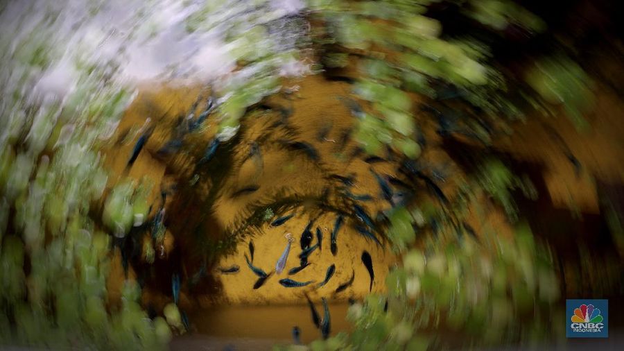 Pelaku usaha menyelesaikan pembuatan Aquascape mini di Ciputat, Tangerang Selatan, Jumat (13/11). Pelaku usaha yang baru menjalankan bisnis tersebut selama Pandemi Covid-19 bisa menyelesaikan tiga buah pesanan aquascape mini yang ia jual dari Rp 300 ribu sampai Rp 600 ribu. Seorang pemilik aquascape Iskandar mengatakan bahwa bisnisnya ini dimulai sejak masa Pandemi. Hal tersebut, untuk beberapa orang menjadi peluang usaha baru di tengah kelesuan beberapa bidang usaha lainnya. “Baru tujuh bulan memproduksi aquascape mini ini,” cerita Iskandar, dari pemilik workshop Ninimizu Aquascape. Sebelum pandemi, Pak Iskandar memiliki usaha penyedia makanan kotak yang biasa diorder untuk acara-acara di hotel. “Sekarang pesenan hampir gak ada lagi,” katanya. Kini, pesanan aquascpe buatannya bisa mencapai 3 hingga 4 buah dalam seminggu. Aquascape merupakan seni mendekorasi pemandangan dalam akuarium ikan. Uniknya, dalam aquascape ini tak hanya sekadar meletakkan tanaman-tanaman bawah air, batuan, atau kayu-kayuan, melainkan juga menuntut estetika seni, ketelatenan, dan kesabaran yang tinggi. Menurut nya, meskipun terlihat sederhana, tetapi kegiatan aquascaping ini ternyata diminati banyak orang . Cara membuat aquascape yang pertama bagi pemula adalah dengan mengumpulkan bahan-bahan yang diperlukan, di antaranya; aquarium, lampu, pasir silica, pupuk dasar atau pupuk cair, tanaman, ikan. (CNBC Indonesia/ Muhammad Sabki)