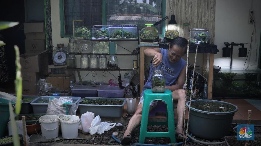 Pelaku usaha menyelesaikan pembuatan Aquascape mini di Ciputat, Tangerang Selatan, Jumat (13/11). Pelaku usaha yang baru menjalankan bisnis tersebut selama Pandemi Covid-19 bisa menyelesaikan tiga buah pesanan aquascape mini yang ia jual dari Rp 300 ribu sampai Rp 600 ribu. Seorang pemilik aquascape Iskandar mengatakan bahwa bisnisnya ini dimulai sejak masa Pandemi. Hal tersebut, untuk beberapa orang menjadi peluang usaha baru di tengah kelesuan beberapa bidang usaha lainnya. “Baru tujuh bulan memproduksi aquascape mini ini,” cerita Iskandar, dari pemilik workshop Ninimizu Aquascape. Sebelum pandemi, Pak Iskandar memiliki usaha penyedia makanan kotak yang biasa diorder untuk acara-acara di hotel. “Sekarang pesenan hampir gak ada lagi,” katanya. Kini, pesanan aquascpe buatannya bisa mencapai 3 hingga 4 buah dalam seminggu. Aquascape merupakan seni mendekorasi pemandangan dalam akuarium ikan. Uniknya, dalam aquascape ini tak hanya sekadar meletakkan tanaman-tanaman bawah air, batuan, atau kayu-kayuan, melainkan juga menuntut estetika seni, ketelatenan, dan kesabaran yang tinggi. Menurut nya, meskipun terlihat sederhana, tetapi kegiatan aquascaping ini ternyata diminati banyak orang . Cara membuat aquascape yang pertama bagi pemula adalah dengan mengumpulkan bahan-bahan yang diperlukan, di antaranya; aquarium, lampu, pasir silica, pupuk dasar atau pupuk cair, tanaman, ikan. (CNBC Indonesia/ Muhammad Sabki)