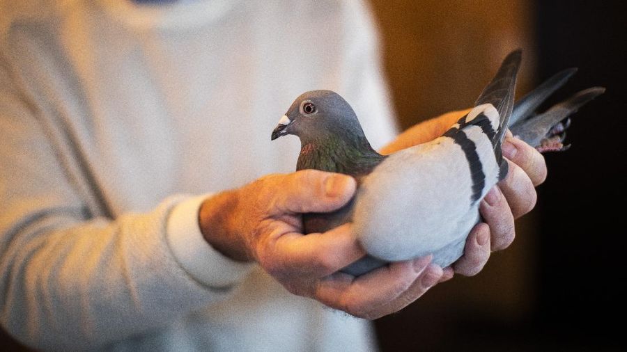Seekor burung merpati laku dilelang dengan harga mencapai rekor 1,6 juta, atau hampir Rp27 miliar. (AP/Francisco Seco)