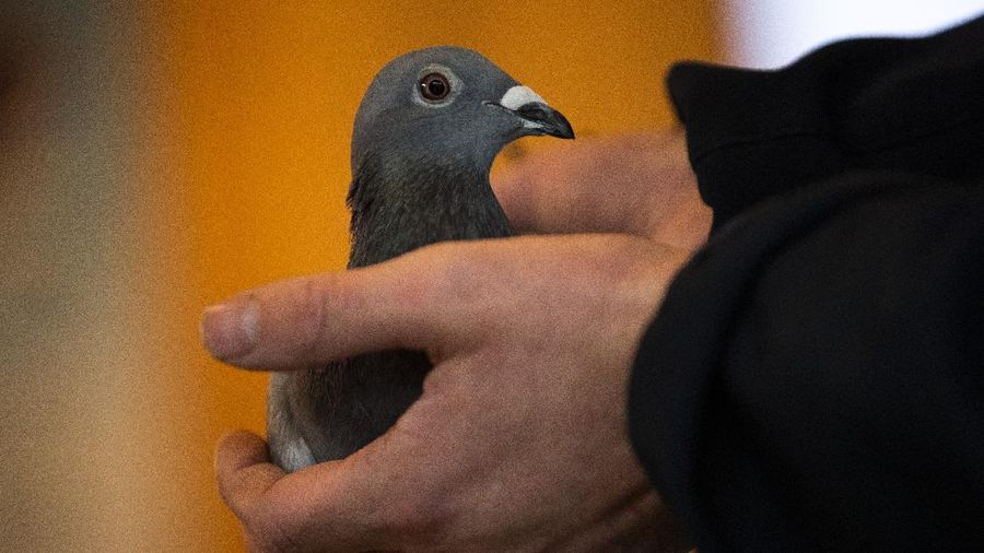 Seekor burung merpati laku dilelang dengan harga mencapai rekor 1,6 juta, atau hampir Rp27 miliar. (AP/Francisco Seco)