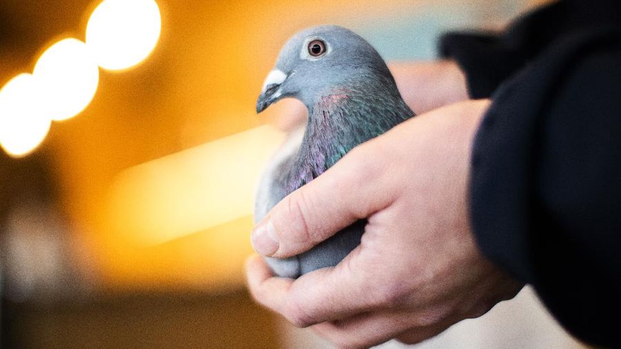Seekor burung merpati laku dilelang dengan harga mencapai rekor 1,6 juta, atau hampir Rp27 miliar. (AP/Francisco Seco)