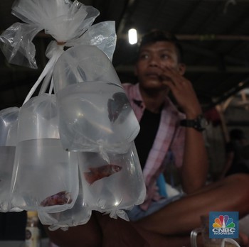 Duh! Pengunjung Pasar Ikan Hias di Bogor Abaikan Jaga Jarak