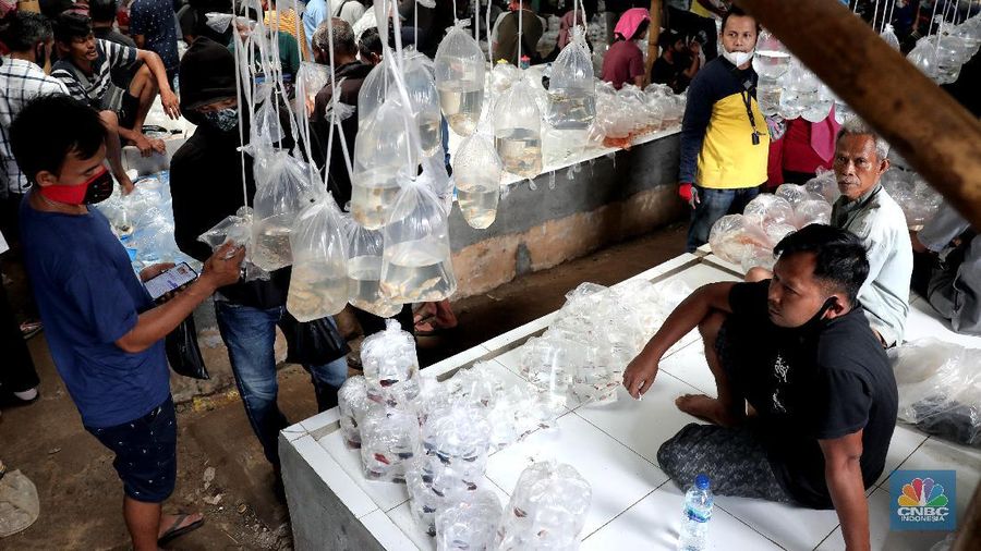 Sejumlah warga mengamati ikan-ikan cupang yang dipasarkan di Pasar Ikan Hias Parung, Bogor, Senin (16/11/2020). (CNBC Indonesia/Muhammad Sabki)
