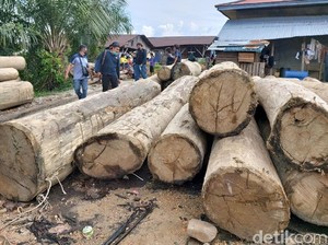 KLHK Tangkap Pelaku Kasus Pembalakan Liar di TN Bukit Tigapuluh