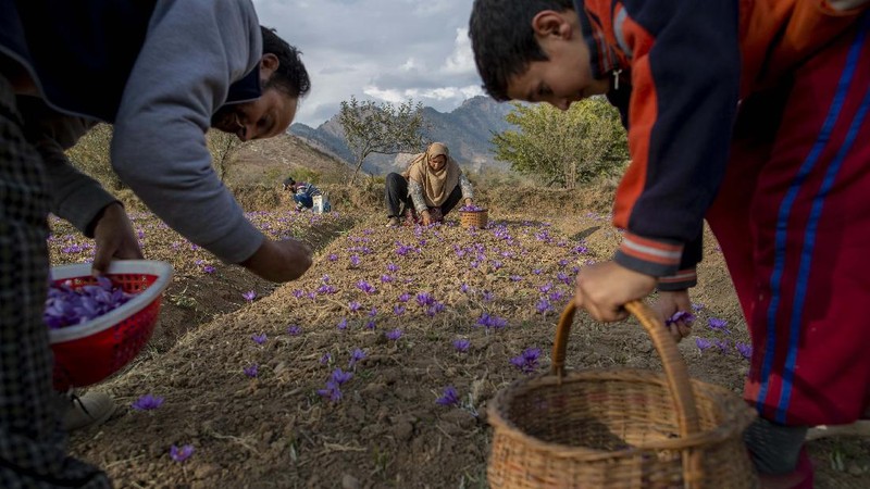 Bunga di Kashmir. (AP/Dar Yasin)