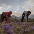 Kashmir: Surga Dunia di Tengah Pusaran Konflik 2 Kekuatan Nuklir Asia