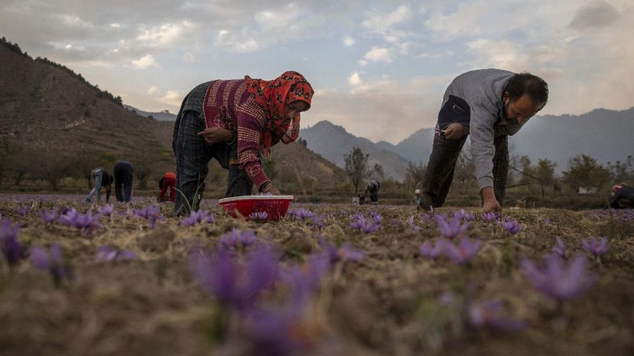 Bunga di Kashmir. (AP/Dar Yasin)
