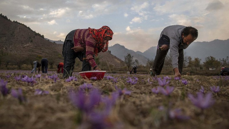 Bunga di Kashmir. (AP/Dar Yasin)