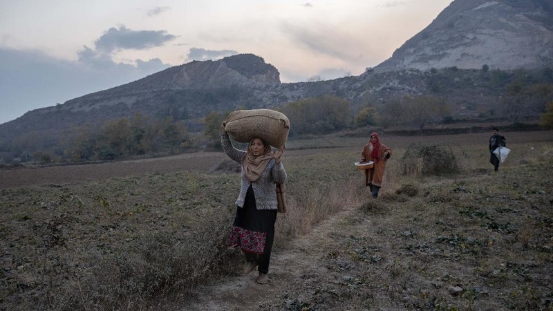 Bunga di Kashmir. (AP/Dar Yasin)