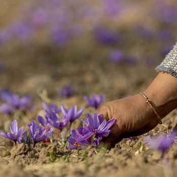 Melihat Indahnya Bunga Paling Berharga Dunia di Kaki Kashmir