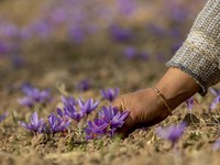 Melihat Indahnya Bunga Paling Berharga Dunia di Kaki Kashmir