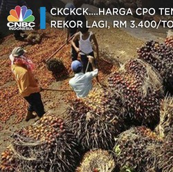 Ckckck....Harga CPO Tembus Rekor Lagi, RM 3.400/ton