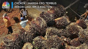 Ckckck....Harga CPO Tembus Rekor Lagi, RM 3.400/ton