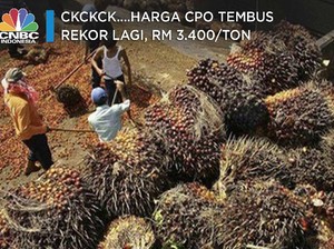 Ckckck....Harga CPO Tembus Rekor Lagi, RM 3.400/ton