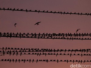 Benarkah Burung yang Bertengger di Kabel Listrik Tidak Kesetrum? Ini Faktanya