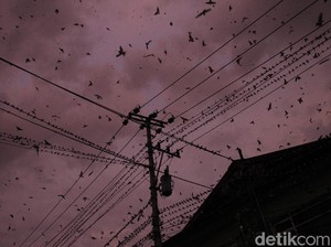 Berapa Lama Burung Bisa Terbang Tanpa Mendarat? Jawabannya di Luar Nurul