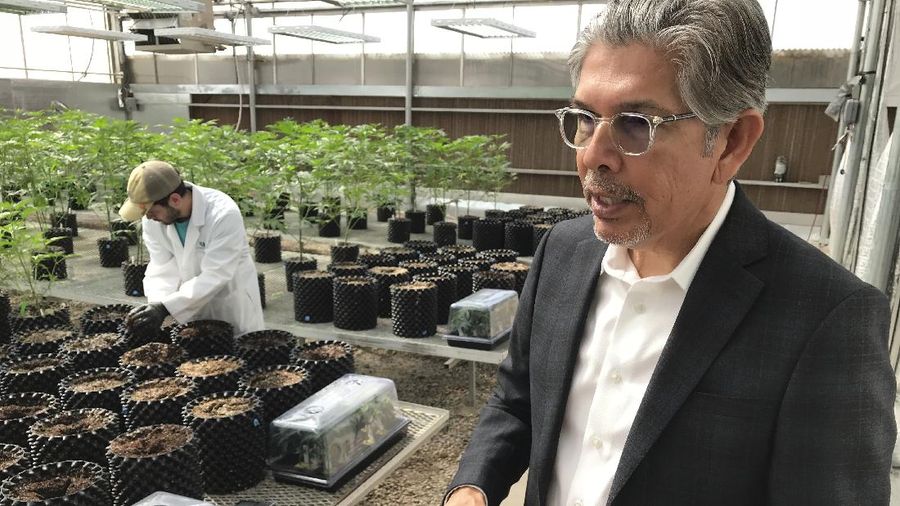 Meksiko berencana melegalkan ganja untuk kebutuhan pengobatan dan rekreasi. (AP/Eduardo Verdugo)