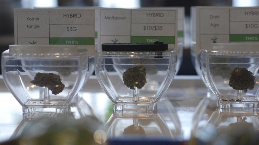 Meksiko berencana melegalkan ganja untuk kebutuhan pengobatan dan rekreasi. (AP/Eduardo Verdugo)