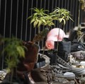 Baks! Ganja untuk Kesenangan Legal di New York AS
