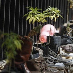Baks! Ganja untuk Kesenangan Legal di New York AS