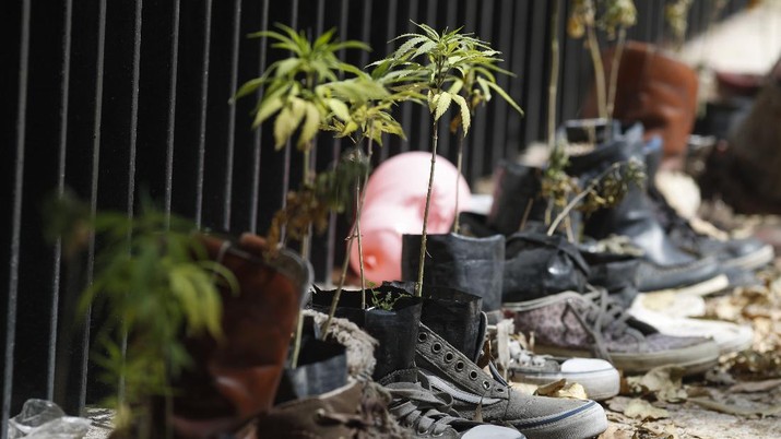 Meksiko berencana melegalkan ganja untuk kebutuhan pengobatan dan rekreasi. (AP/Eduardo Verdugo) Meksiko berencana melegalkan ganja untuk kebutuhan pengobatan dan rekreasi. (AP/Eduardo Verdugo)