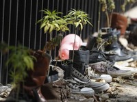 Heboh Menteri Kesehatan Bagi-bagi Ganja Gratis, Buat Apa?