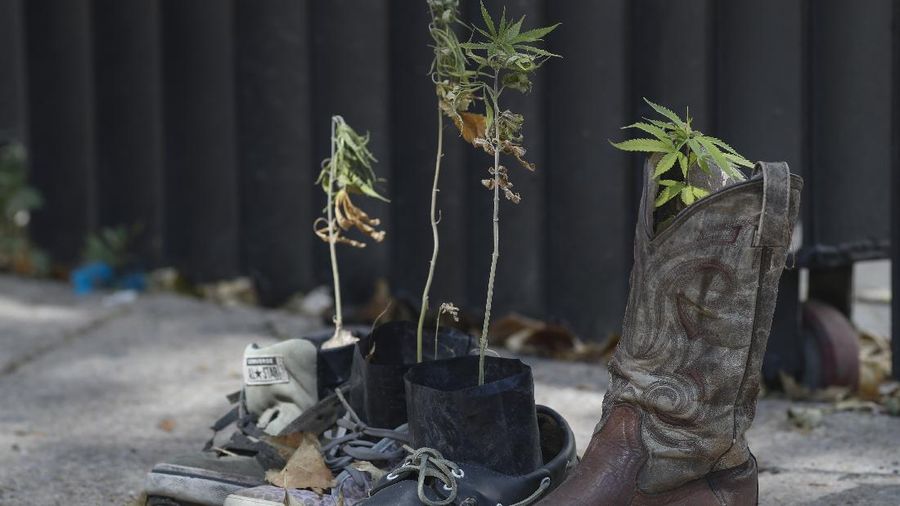 Meksiko berencana melegalkan ganja untuk kebutuhan pengobatan dan rekreasi. (AP/Eduardo Verdugo)