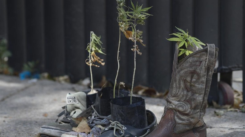 Meksiko berencana melegalkan ganja untuk kebutuhan pengobatan dan rekreasi. (AP/Eduardo Verdugo)