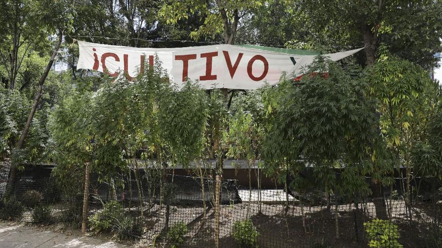Meksiko berencana melegalkan ganja untuk kebutuhan pengobatan dan rekreasi. (AP/Eduardo Verdugo)