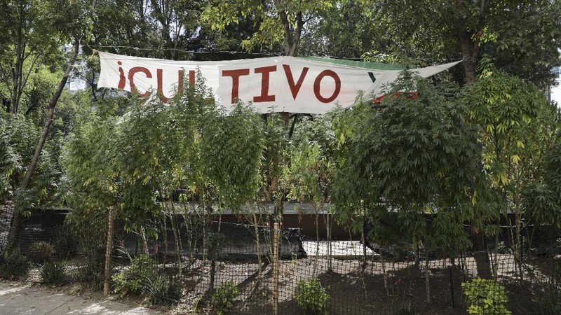 Meksiko berencana melegalkan ganja untuk kebutuhan pengobatan dan rekreasi. (AP/Eduardo Verdugo)