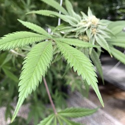 Wow! Negara Ini Siap Legalkan Ganja secara Nasional