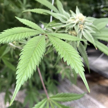 Melihat Ganja yang Bakal Legal Demi Damai di Meksiko