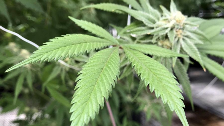 Meksiko berencana melegalkan ganja untuk kebutuhan pengobatan dan rekreasi. (AP/Eduardo Verdugo)