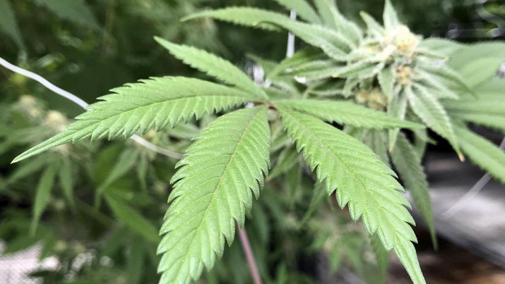 Meksiko berencana melegalkan ganja untuk kebutuhan pengobatan dan rekreasi. (AP/Eduardo Verdugo) Meksiko berencana melegalkan ganja untuk kebutuhan pengobatan dan rekreasi. (AP/Eduardo Verdugo)