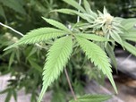Wow! Jerman Bakal Legalkan Ganja untuk Rekreasi
